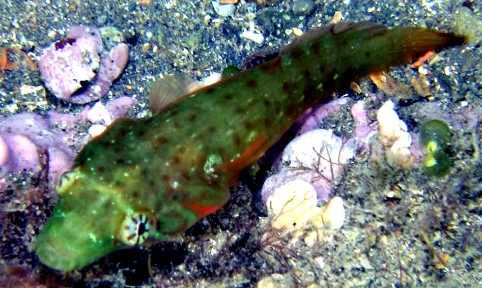 Lepadogaster candolii_87441